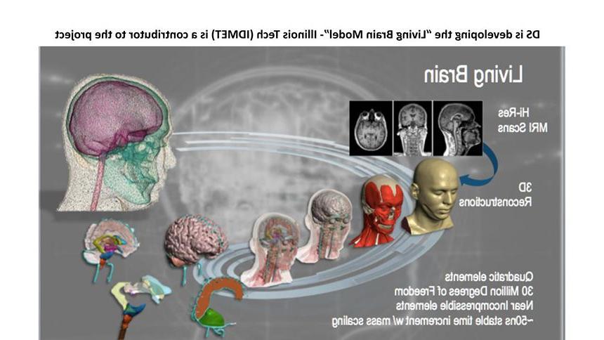 活体大脑模型项目幻灯片